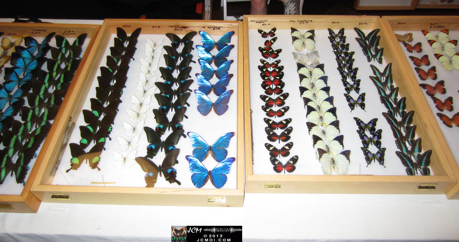 LANHM Bug Fair 2013 crowds and displays